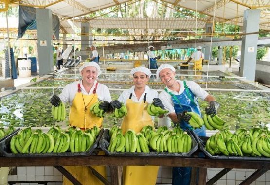 Banano de exportación