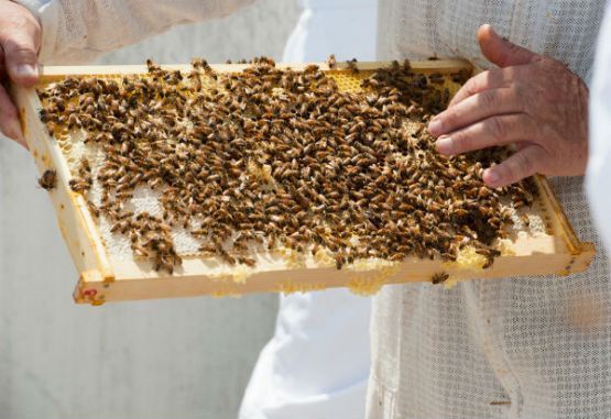 Abejas