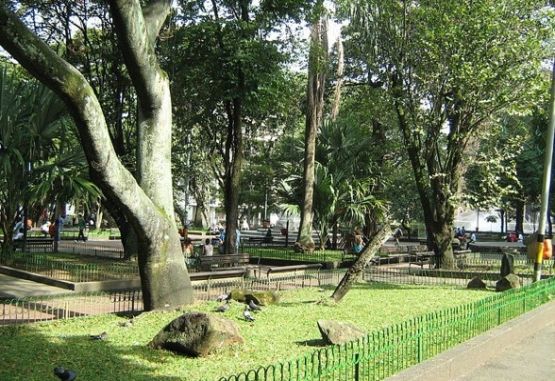 Árboles parque de Bolívar
