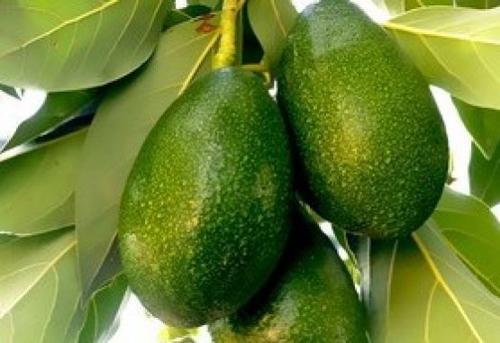 Aguacates colombianos