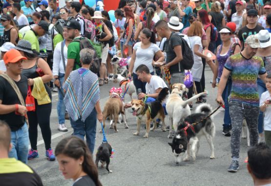 Mascotas en Medellín