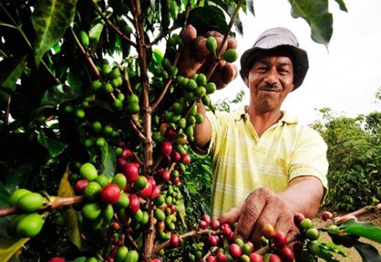 Producción agrícola