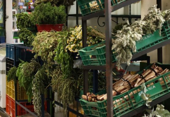 plantas medicinales