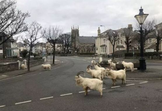 Cabras en calles de Gales