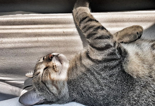 El gato como mascota El gato como mascota