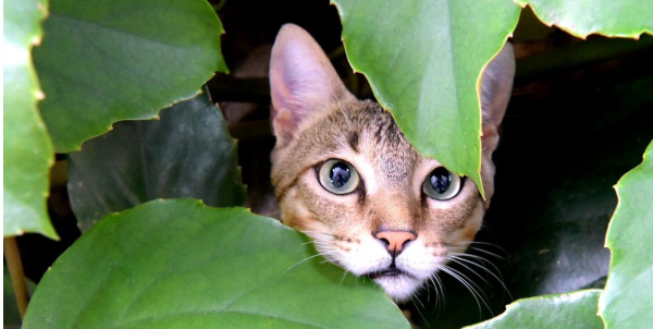 El gato como mascota El gato como mascota