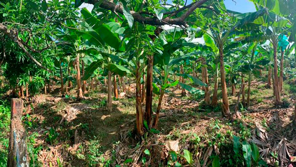 Platanos de Apartado