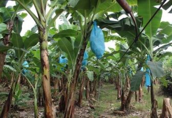 Banano de Urabá