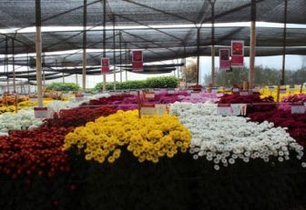 Crisantemos de exportación
