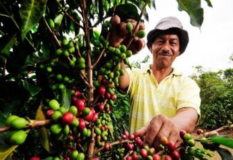 Producción agrícola