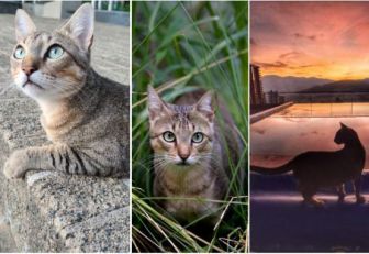 Los gatos como mascotas