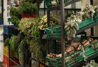 plantas medicinales