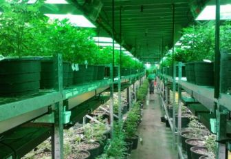 Cannabis