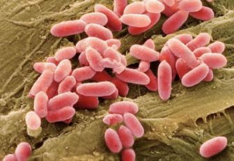 Bacterias