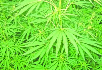 Marihuana