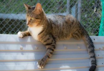 Gato en adopción