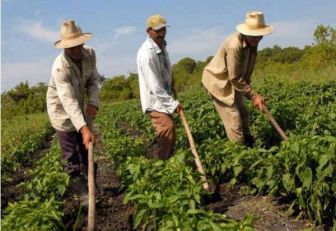 Campesinos