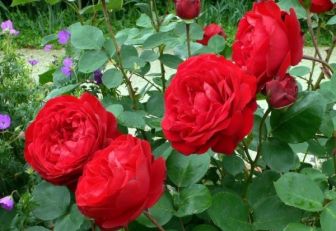 Jardín de rosas