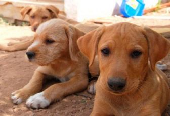 Soat para animales