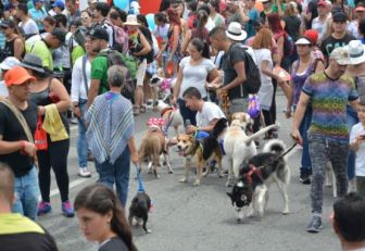 Mascotas en Medellín