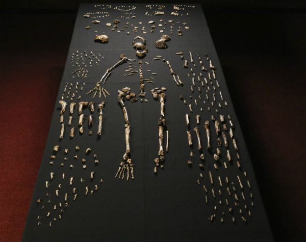 Descubren al Homo naledi, nuevo antepasado del hombre